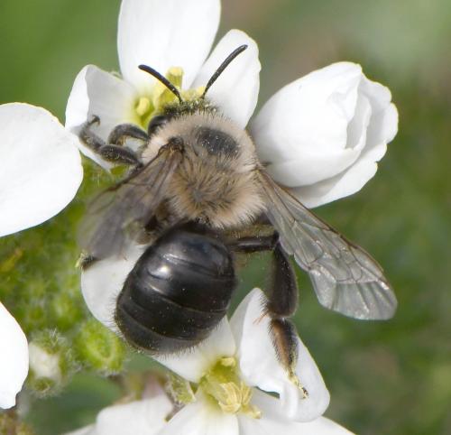 Andrena bicolorata